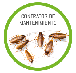 contratos de mantenimiento