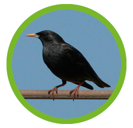 plagas_aves