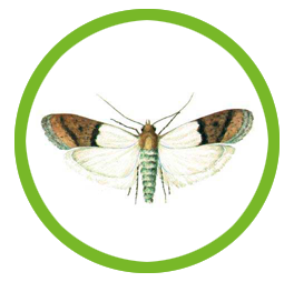 plagas_productos_almacenados
