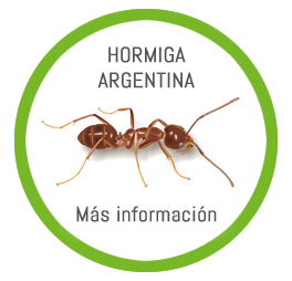 hormiga argentina