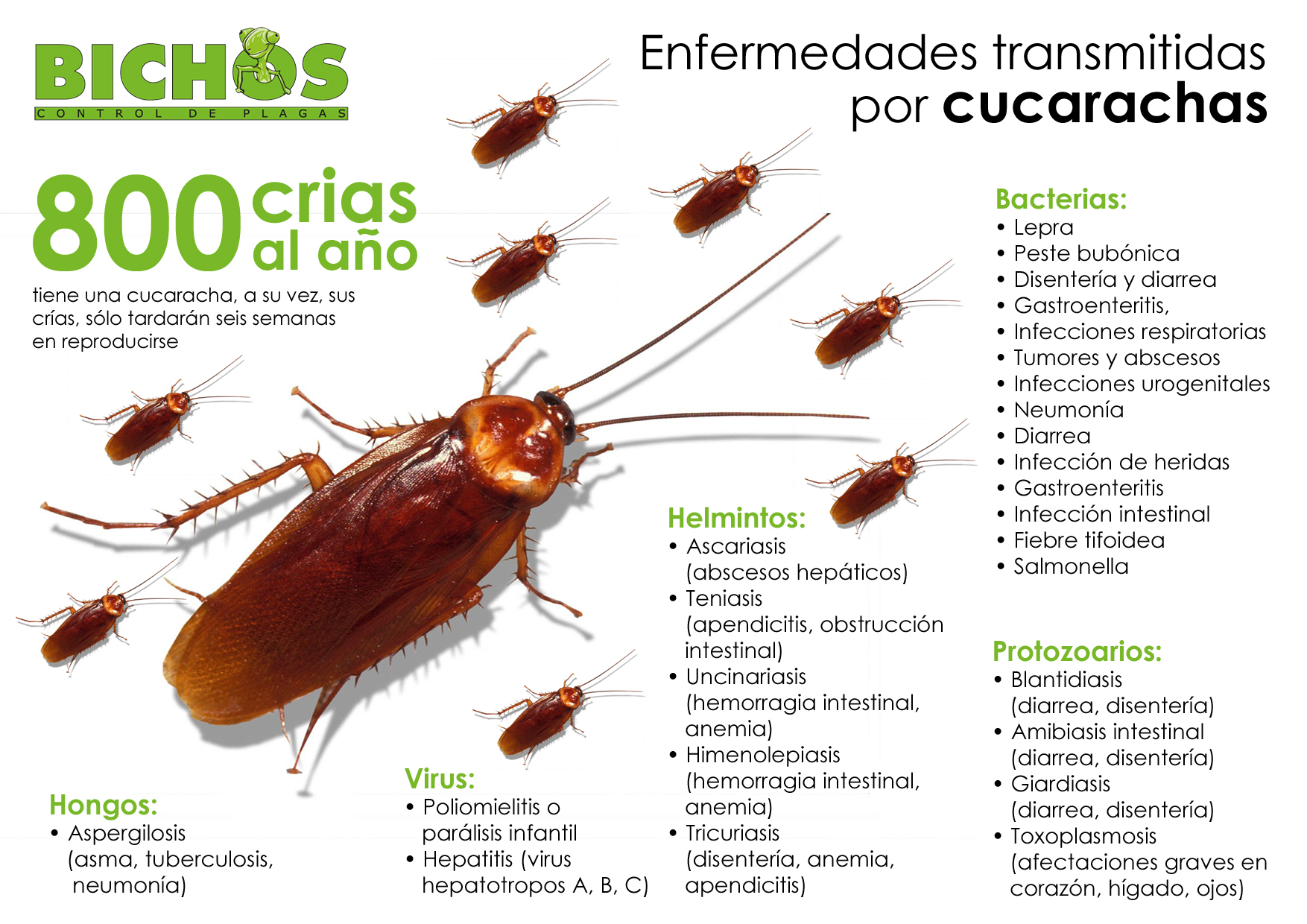 Enfermedades transmitidas por cucarachas